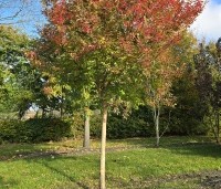 Lagerstroemia indica 'Rosea' - Indische sering - 1