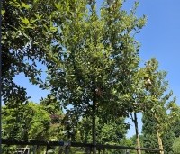 Quercus ilex - Steeneik - met losse kroon