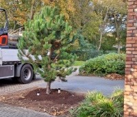 Pinus nigra 'Nigra' - Oostenrijkse den - 1