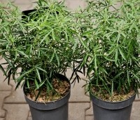 Choisya 'Aztec Pearl' - Mexicaanse Oranjebloesem - 1