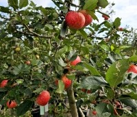 Malus dom. 'Discovery' - Malus 'Discovery' - 4