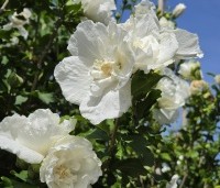 Hibiscus syriacus 'White Chiffon' - Opgaande Hibiscus met witte bloei - 3