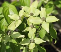 cornus kousa var chinensis - cornus kousa var chinensis - 3