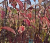 Cornus alba 'Kesselringii' - Kornoelje 'Kesselringii' - herfst