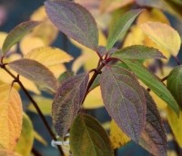Hydrangea paniculata 'Grandiflora' - Pluimhortensia 'Grandiflora'  - 2