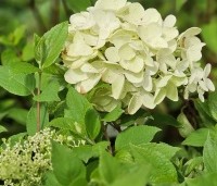Hydrangea paniculata 'Grandiflora' - Pluimhortensia 'Grandiflora'  - 1