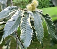 Castanea sativa 'Variegata' - Tamme Kastanje 'Variegata' - 4