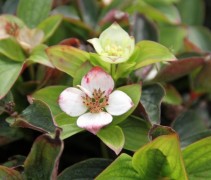 Cornus canadensis