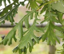 Quercus frainetto blad