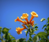 Trompetklimmer 'Flava' is een rijk bloeiende klimplant