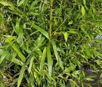 Phyllostachys aurea - Bamboe - 3