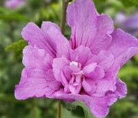Hibiscus syriacus 'Lavender Chiffon' - Altheastruik 'Lavender Chiffon' - 1