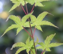 Acer Palmatum