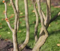 Parrotia persica 'Bella' meerstammig ofwel Perzisch IJzerhout 'Bella', meerstammig