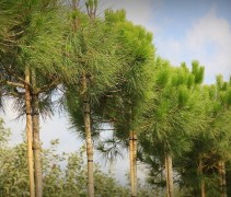 Pinus Pinea
