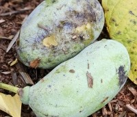 Asimina triloba - Pawpaw - vruchten eind oktober