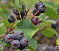 Amelanchier spicata - Dwerg krentenboompje - 1