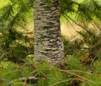 Pseudotsuga menziesii - Douglasspar - 9
