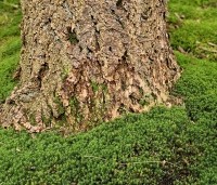 Pseudotsuga menziesii - Douglasspar - 8