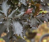 Fagus sylvatica 'Rohan Obelisk' - Beuk 'Rohan Obelisk' - 1