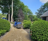 Taxus baccata - Venijnboom - 2