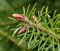 Pseudotsuga menziesii - Douglasspar - 3