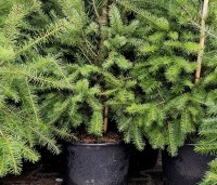 Pseudotsuga menziesii - Douglasspar - 2