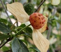 Cornus kousa 'Wieting's Select' - Japanse grootbloemige kornoelje 'Wieting's Select' - 3
