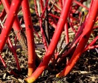 Cornus alba 'Sibirica' - Kornoelje 'Sibirica' - rode takken