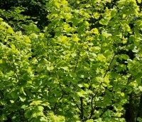 Corylus avellana 'Aurea' - Goudhazelaar - 4