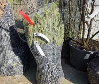 Picea abies - Fijnspar - 25 stuks wortelgoed maat 30-50 cm in zak