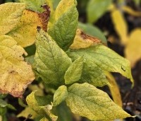 Calycanthus floridus - Meloenboompjes specerijenstruik - herfstblad