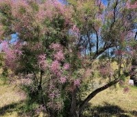 Tamarix tetrandra - Tamarisk - 5