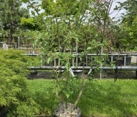 Sorbus intermedia - Lijsterbes - 3