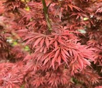 Acer palmatum 'Jerre Schwartz' - Japanse Esdoorn 'Jerre Schwartz' - 6