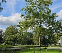 Quercus robur - Zomereik - 2