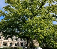 Quercus robur - Zomereik - 1