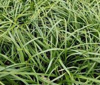 Carex morrowii 'Irisch Green'  - Japanse zegge 'Irish Green' - 1