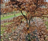 Fagus sylvatica - Groene beuk - 3