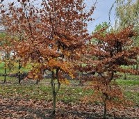Fagus sylvatica - Groene beuk - 4