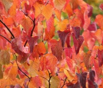 Cercis canadensis 'Forest Pansy' herfstblad