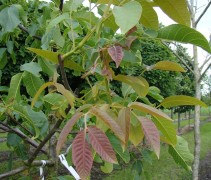 Juglans regia 'Buccaneer'