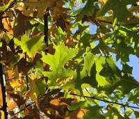 Quercus palustris - Moeraseik - 2