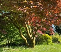 Acer palmatum 'Atropurpureum' - Japanse Esdoorn 'Atropurpureum' - 6
