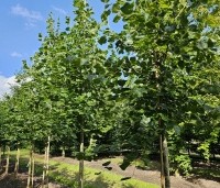 Tilia x europaea 'Euchlora' - Linde - locatie Vaassen augustus 2024