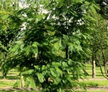Albizia