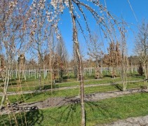 Prunus Yedoensis 'Ivensii'