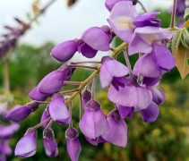 Wisteria brachybotrys 'Yokohama Fuji'