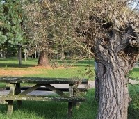 Salix alba - Schietwilg - 2