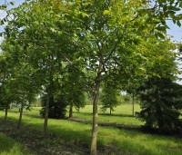 Juglans regia - Walnoot - 4
